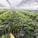 두상농장 이미지