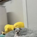 홈즈펫타운 이미지