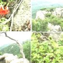 공원 빈대떡 이미지