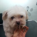 딸기애견미용실 이미지