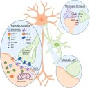 강원특별자치도립 강릉요양병원 | 현대 뇌과학 : 용어 정리부터 시작하세요