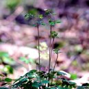 천사로목장 이미지