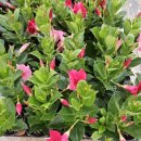 음악이 있는 힐링원예 | 70대 어르신 원예힐링교육