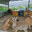 나래농원 이미지