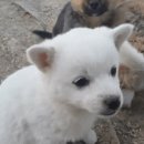 똥강아지 이미지