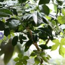 라임나무 이미지