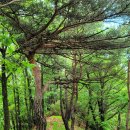 게으른 악어 이미지