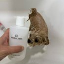 보니더펫 | 저자극 강아지샴푸 추천 프리미엄 보다더 펫샴푸 후기