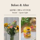 소피아 라이트