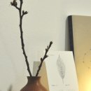 화이트코튼 이미지