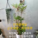 근조화환꽃배달관엽식물