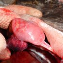 홍어한마리 이미지