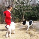 오렌지 애견 클럽 이미지