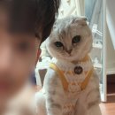 첫눈속눈썹&네일