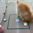 돌봐줄개 이미지