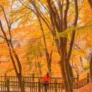 2019-주117 | 예산 가볼만한곳 향천사 단풍 가장 늦은 가을을 느껴보세요