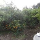 남원읍-40 이미지