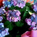 써니데이즈 이미지