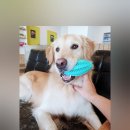 몽블리 애견카페 이미지