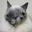 야누스PC 이미지