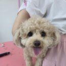 대구애견미용학원 가위컷 전문, 포메·푸들·비숑 인형 3총사의 리즈 갱신 미용 후기!
