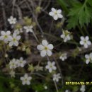 봄맞이, 주름잎, 벼룩나물, 꽃마리, 괭이밥 이미지
