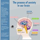 뇌의 불안과정 이미지