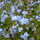 들꽃향기 이미지