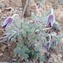 시암농장 이미지