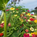 서도중학교 볼음분교 이미지