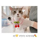 야옹아놀자 마곡점 이미지