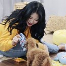 펫트너
