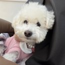 예담헤어 | 배곧 미용실 오누아 염색후기 + 예담실장🐶🐾