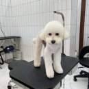 살롱드댕댕 이미지