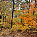 기룡산 등산로4 이미지