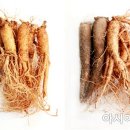 플러스인삼 이미지