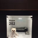 댕댕놀이터 이미지