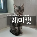구미고양이카페분양제이캣