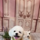 나나 펫 살롱 이미지