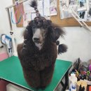 개스트살롱 이미지