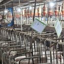 성산종돈장 이미지