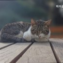 마이룸고시원 - 동대문구 황물로 71 | 마이룸고시원