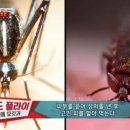 "모기의 20배, 흉터만 1년" 최악의 흡혈곤충 샌드플라이 이미지