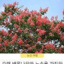 논산 가볼만한곳 배롱나무 꽃 핀 송불암에서 이미지