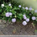 수원-0067 | 후지노미야 여행 이자카야 야키소바 맛집 후지산 세계유산센터