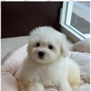 편안한댕 이미지