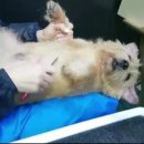 그루밍 캐나다 이미지