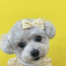 몽몽하개 이미지