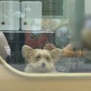 별따줄개 이미지