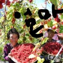 화치 농장 네이버블로그